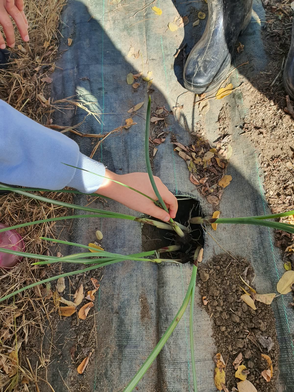 Una mano sistema le piantine di iris nella buca